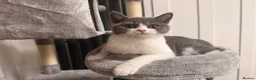 British Shorthair cats for sale: Beautiful Kovu Looking for His Forever Home - Advert 4