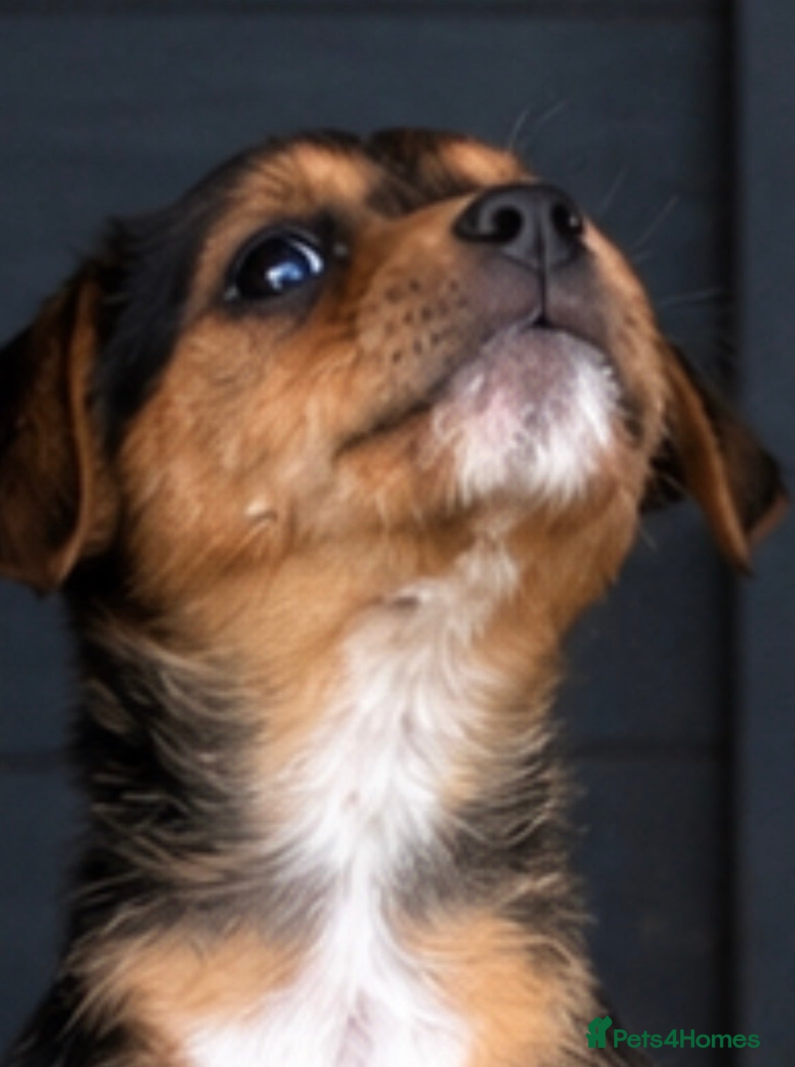 Mixed Breed dogs Jack Russell cross 8 weeks old ready to leave  - Advert 2