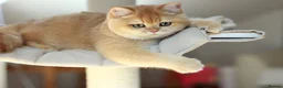 British Shorthair cats for sale: 🔥BRITISHSHORT HAIR KITTENS AND SCOTTISH FOLD 🔥 - Advert 15