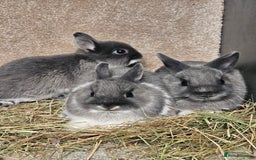Netherland Dwarf rabbits for sale: Smoke Pearl Netherland Dwarfs all bucks  - Image 5