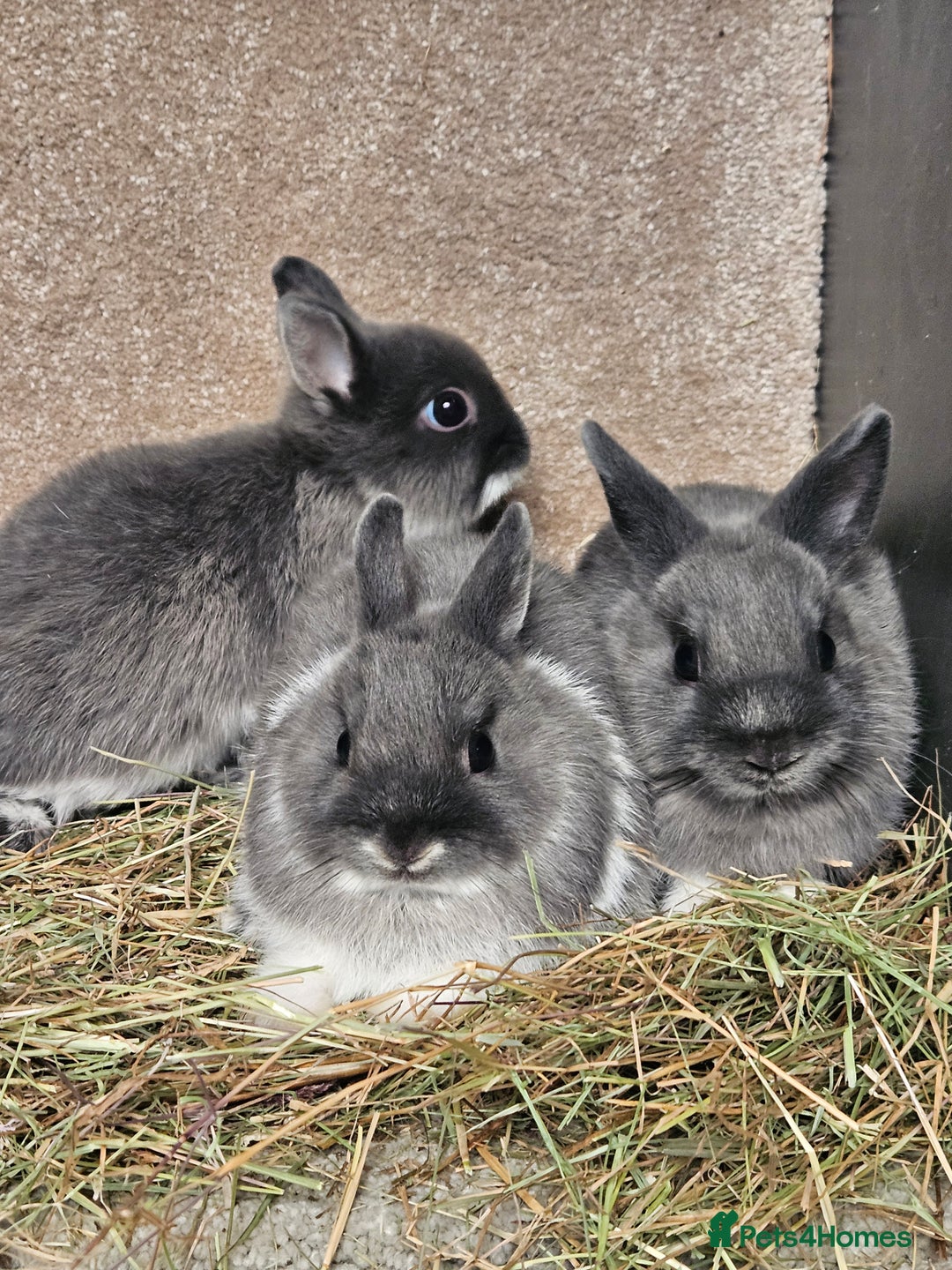 Netherland Dwarf rabbits for sale: Smoke Pearl Netherland Dwarfs all bucks  - Image 5