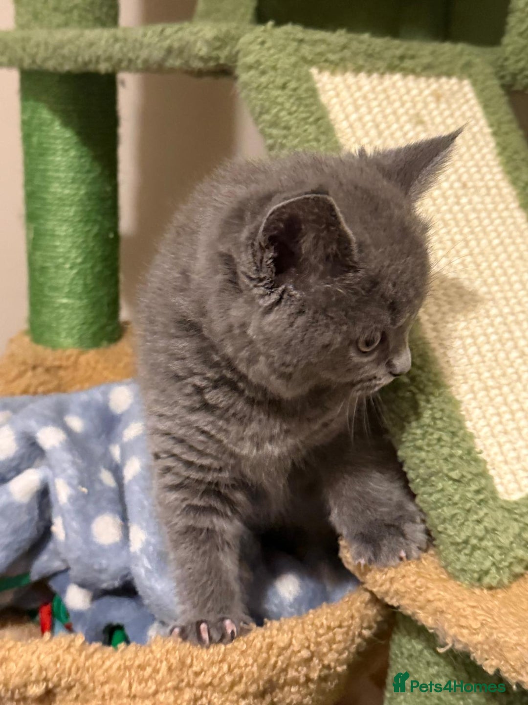 British Shorthair cats for sale: BSH x Ragamuffin Kittens - Advert 6