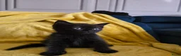 British Shorthair cats for sale: Gorgeous half British shorthair kittens  - Advert 14