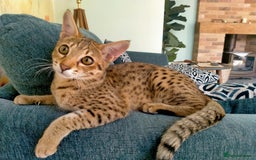Savannah cats for sale: F3 savannah girls Tica reg + silver boy - Image 6