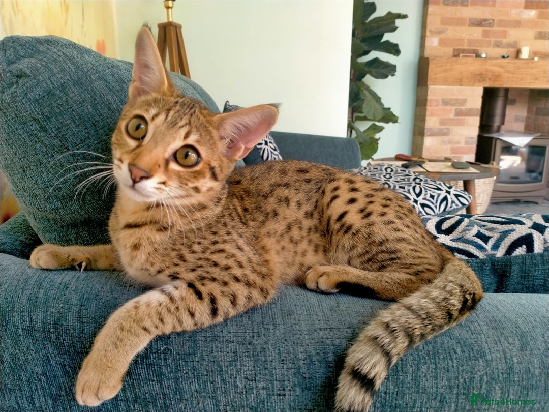 Savannah cats for sale: F3 savannah girls Tica reg + silver boy - Image 6
