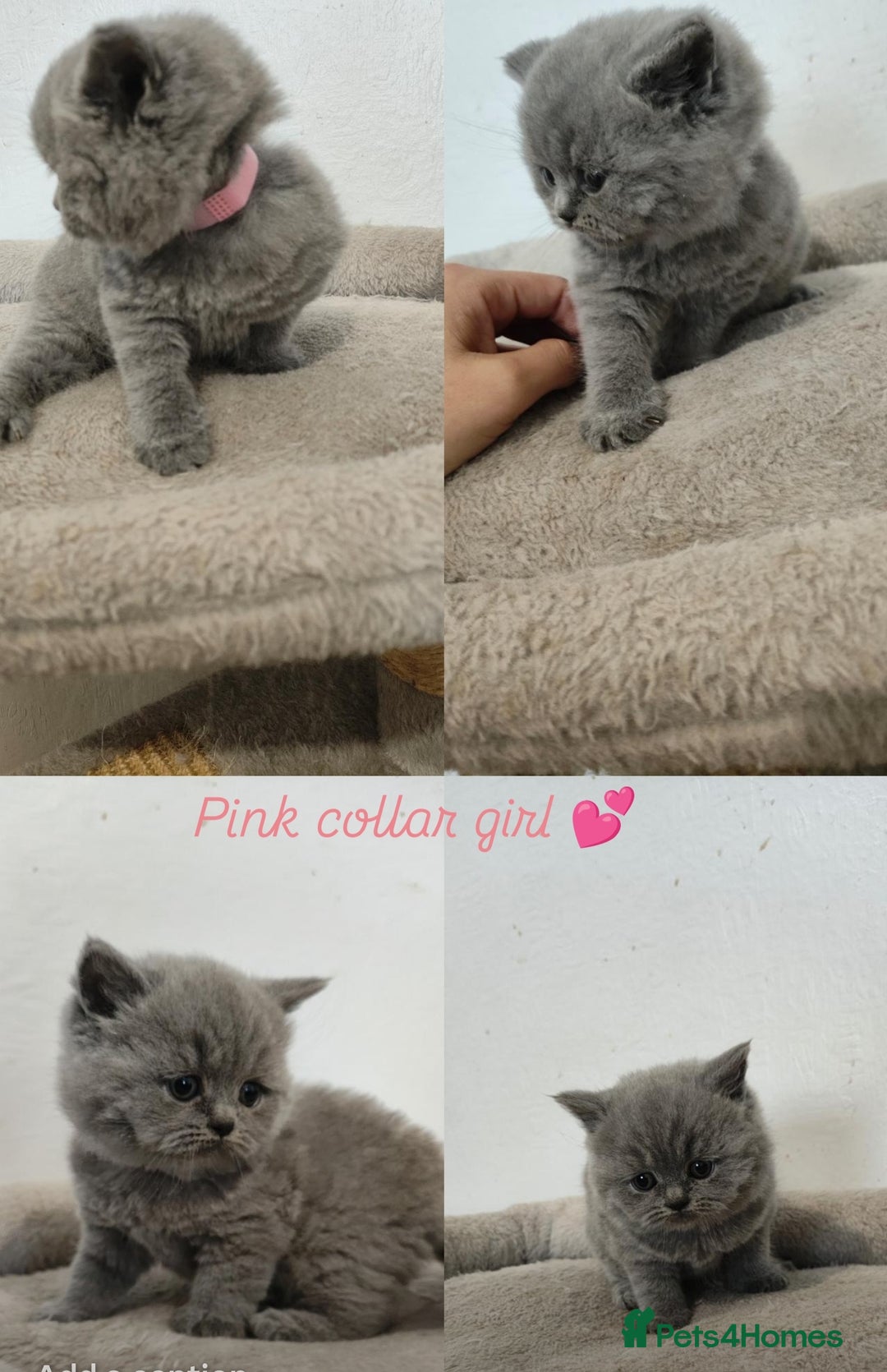 British Shorthair cats for sale: British Shorthair kittens  - Image 2