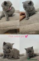 British Shorthair cats - Advert 7