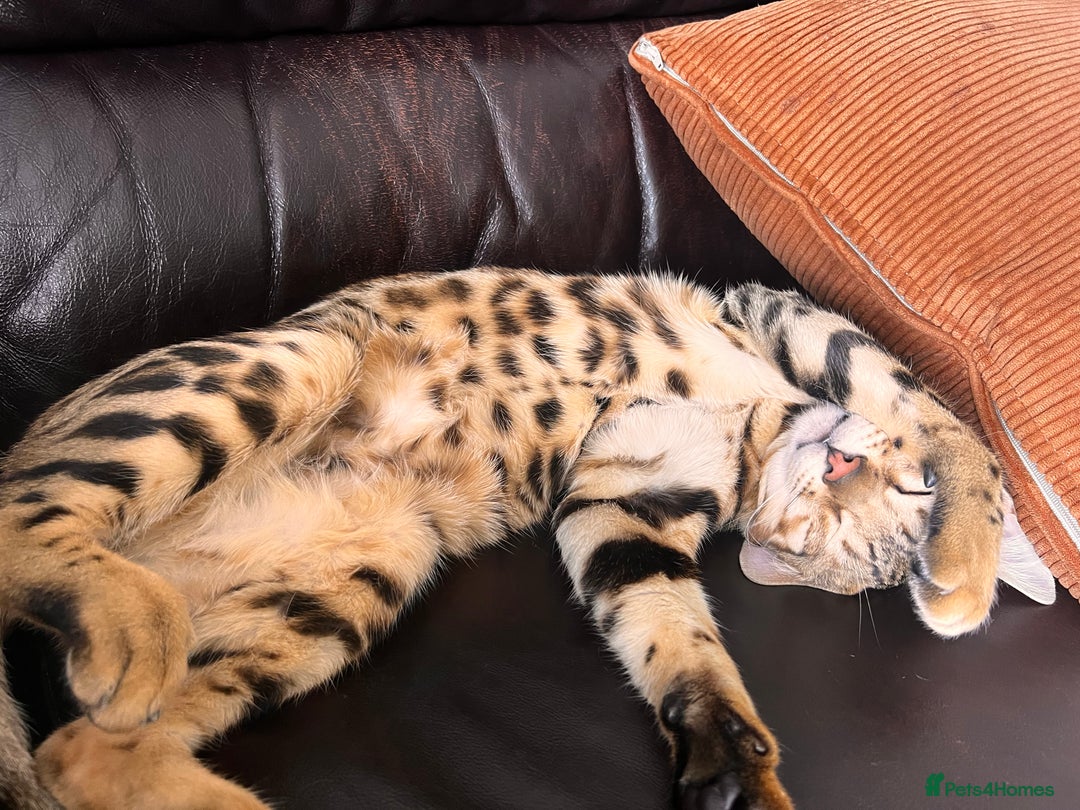 Bengal cats for sale: Salvador - bengal cat - Image 11