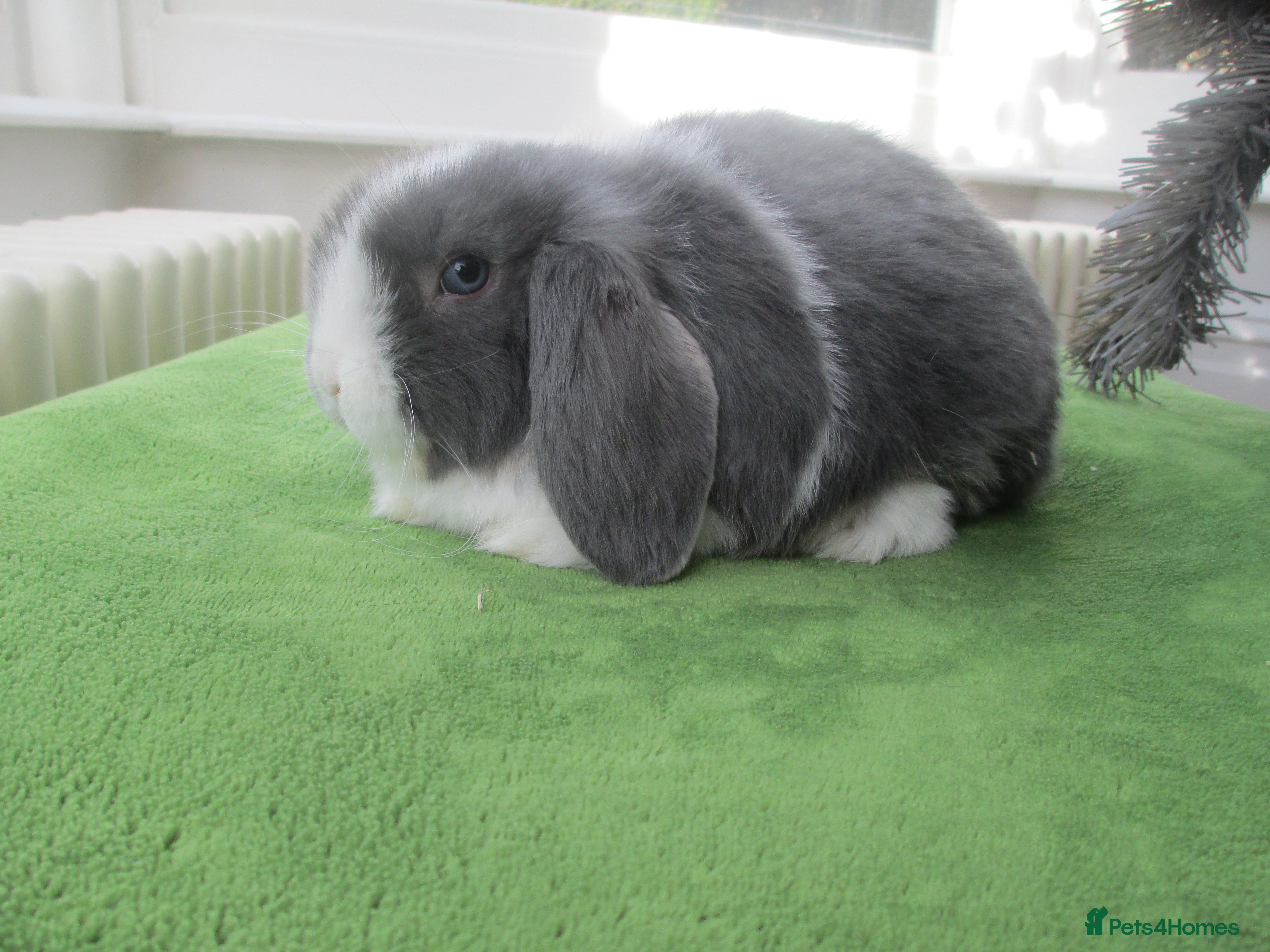 Mini Lop rabbits Baby Mini Lops - Advert 1