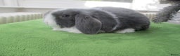 Mini Lop rabbits for sale: Baby Mini Lops - Advert 1
