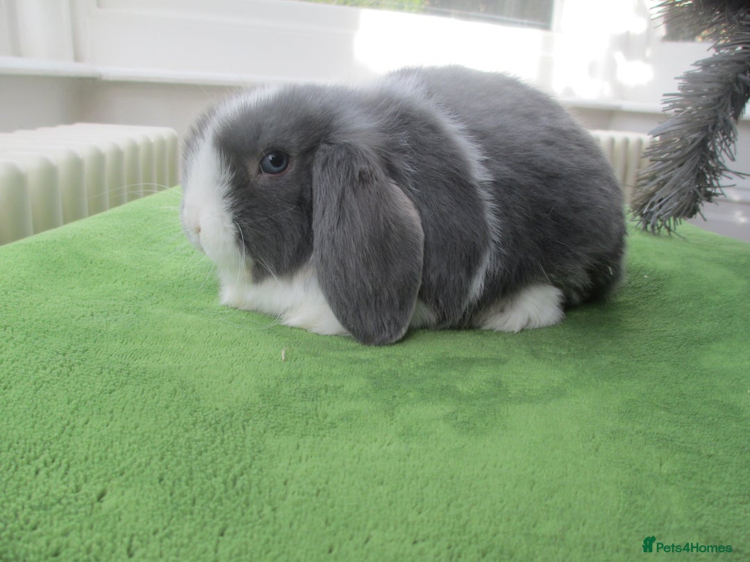 Mini Lop rabbits for sale: Baby Mini Lops - Advert 1