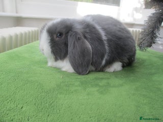 Mini Lop rabbits Baby Mini Lops - Advert 6