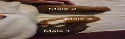 Guinea Pig rodents for sale: Guinea Pigs looking for a forever home - Advert 11