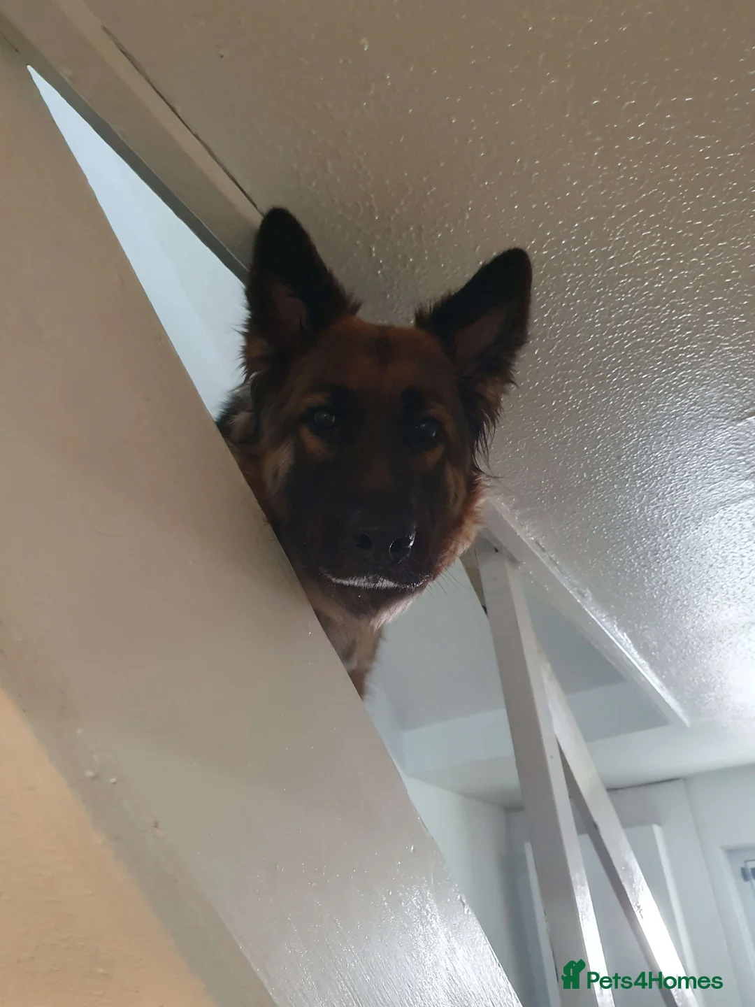 German Shepherd dogs for sale: Astra - Advert 6