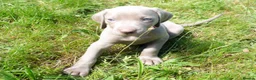 Weimaraner dogs for sale: Handsome male KC Registered Weimaraner pups  - Advert 15
