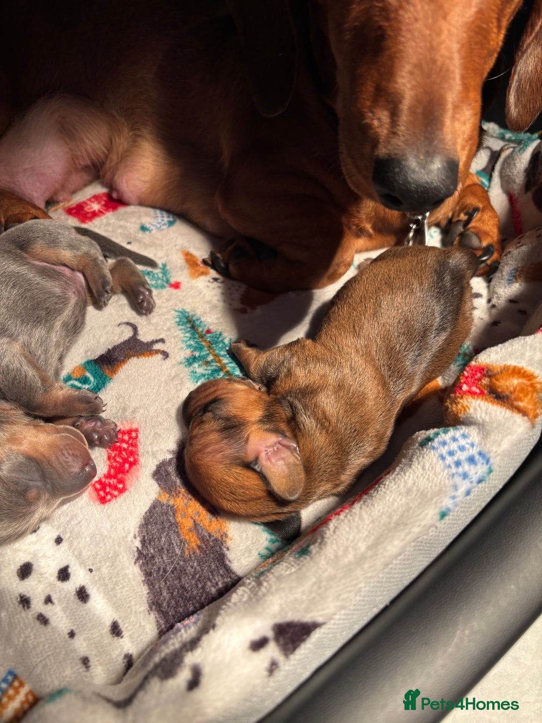 Miniature Dachshund dogs for sale: Miniature dachshund (1 girl left) - Advert 22