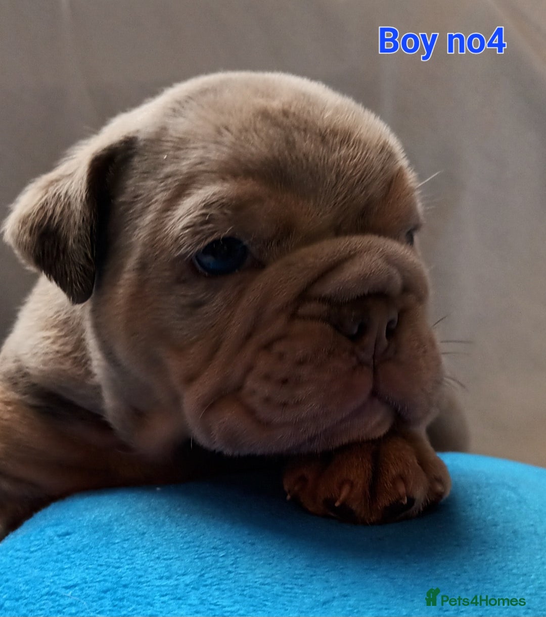 English Bulldog dogs for sale: Dwkc englìsh bulldog puppies  - Image 10