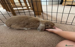 Mini Lop rabbits for sale: Mini Lop - Image 4