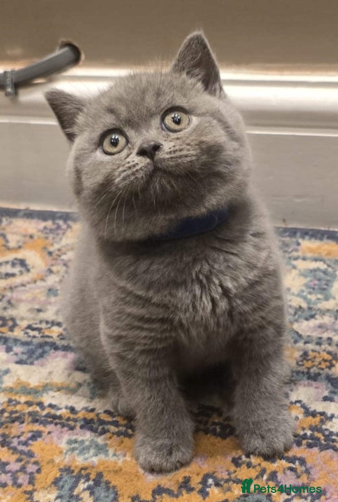 British Shorthair cats Gorgeous cute British Short Hair Kittens - Advert 1
