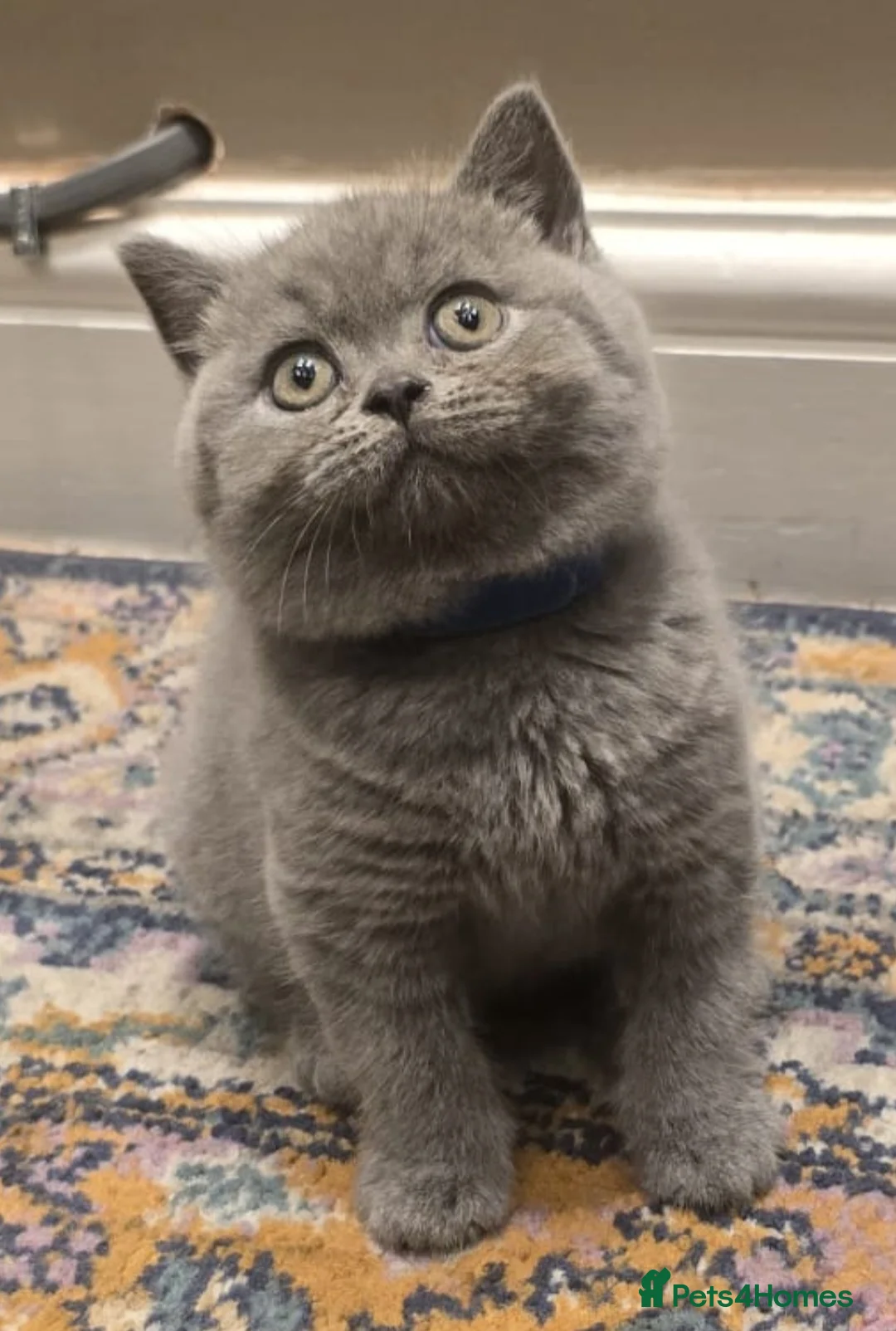 British Shorthair cats for sale: Gorgeous cute British Short Hair Kittens - Advert 1