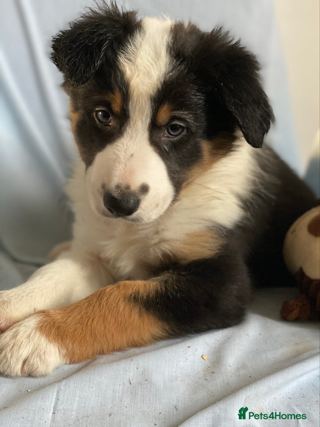 Border Collie dogs for sale: Border Collie Puppies | Health Tested Parents - Advert 10