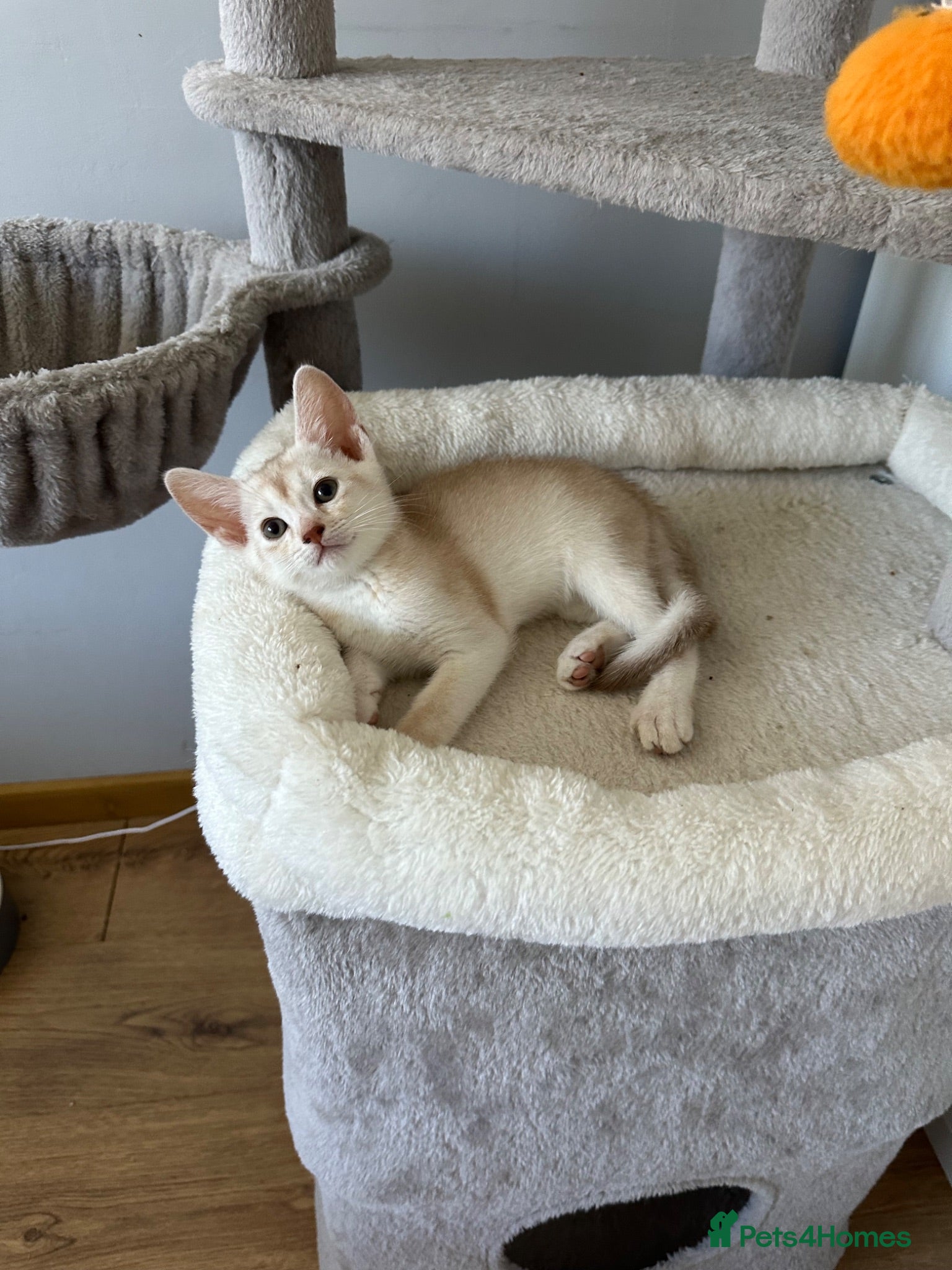 Abyssinian cats Silver Abyssinian kittens  - Advert 8
