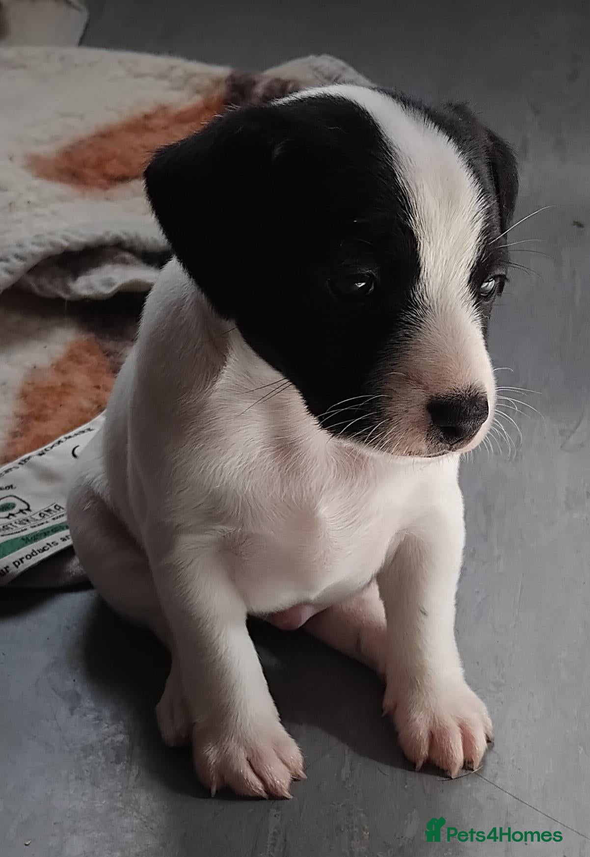 Jack Russell dogs Jack Russell puppies  - Advert 10