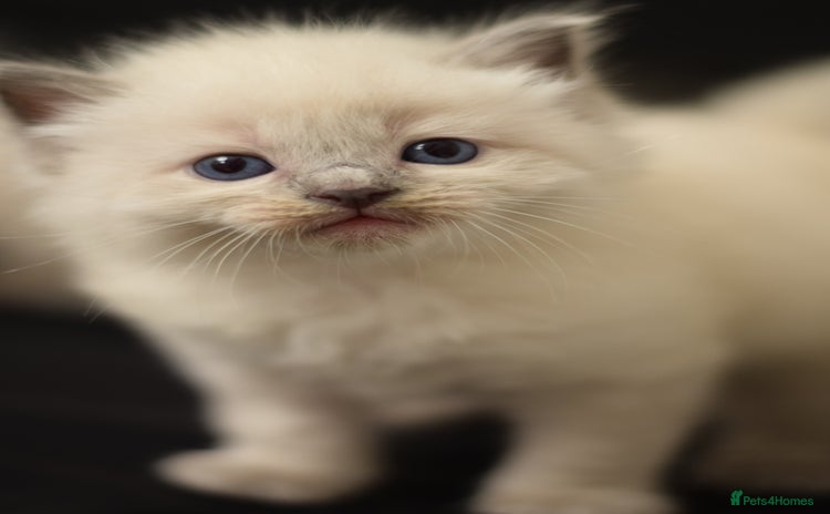 Ragdoll cats - Advert 14