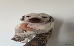 Mixed Breed dogs for sale: Litter of 9 healthy pups  - Image 10