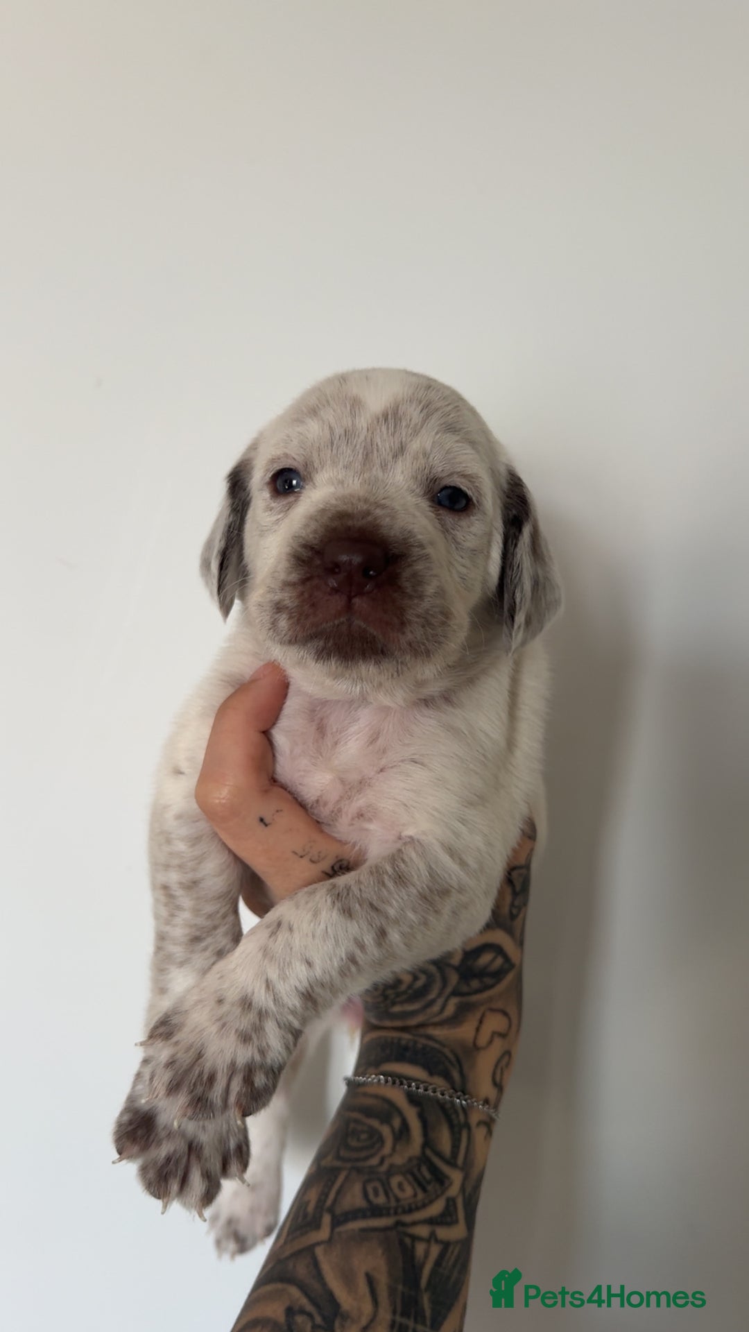 Mixed Breed dogs for sale: Litter of 9 healthy pups  - Image 10