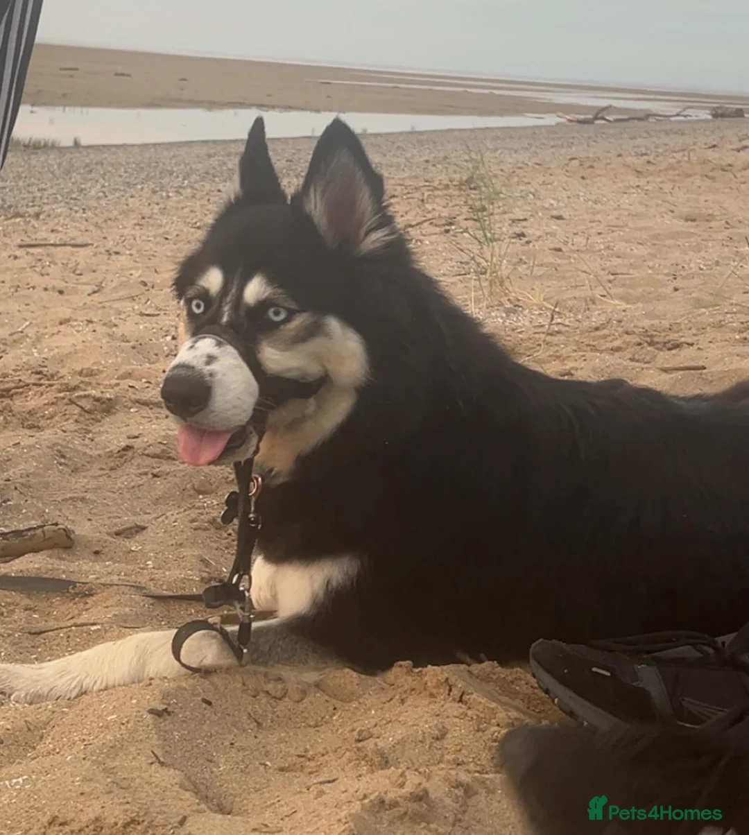 Siberian Husky dogs for sale: Luna the husky - Advert 4
