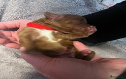 Cockapoo dogs for sale: STUNNING FOX RED WITH WHITE MARKINGS HEALTH TESTED - Image 6