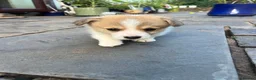 Welsh Corgi Pembroke dogs for sale: KC Registered Pembroke Welsh Corgi Puppies - Advert 8
