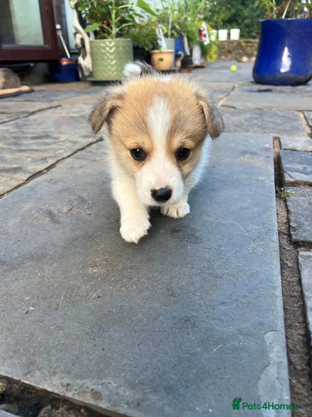 Welsh Corgi Pembroke dogs for sale: KC Registered Pembroke Welsh Corgi Puppies - Advert 20