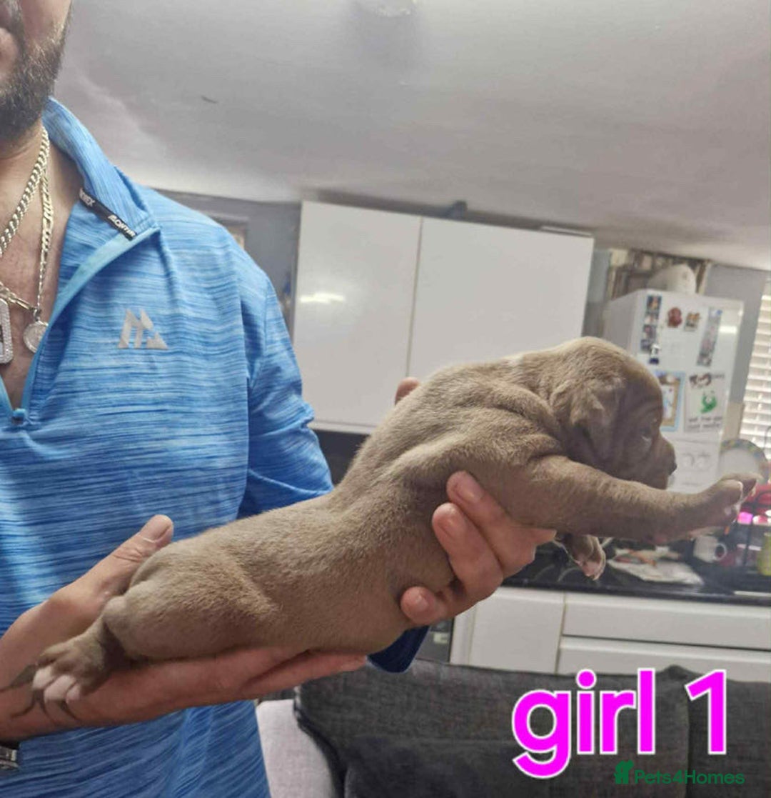 Old Tyme Bulldog dogs for sale: Oeb pups looking for forever homes 🏡  - Image 4