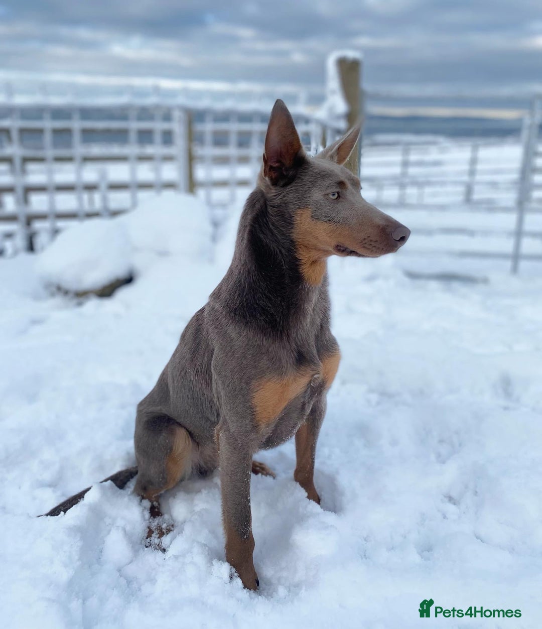 Australian Kelpie dogs for sale: Australian Kelpie Puppies WKC Registered - Image 6