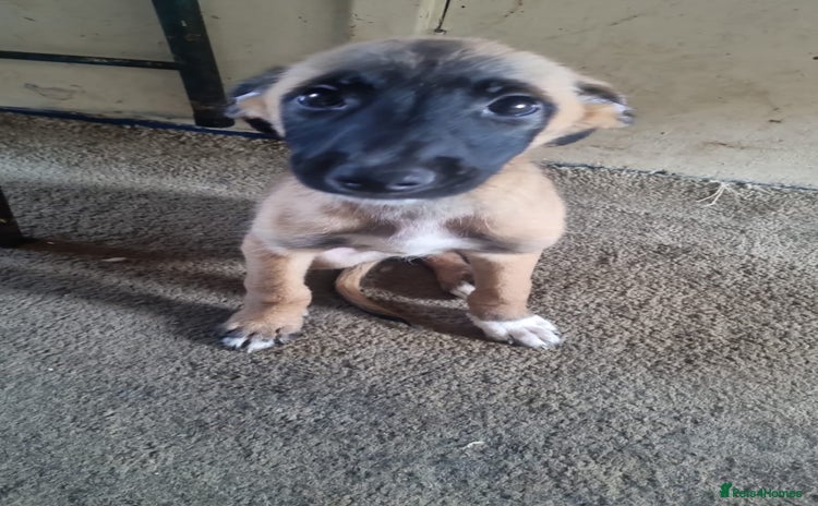 Mixed Breed dogs - Advert 3
