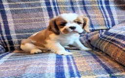 Cavalier King Charles Spaniel dogs for sale: Cavalier puppies Top bloodlines KC reg. - Advert 3