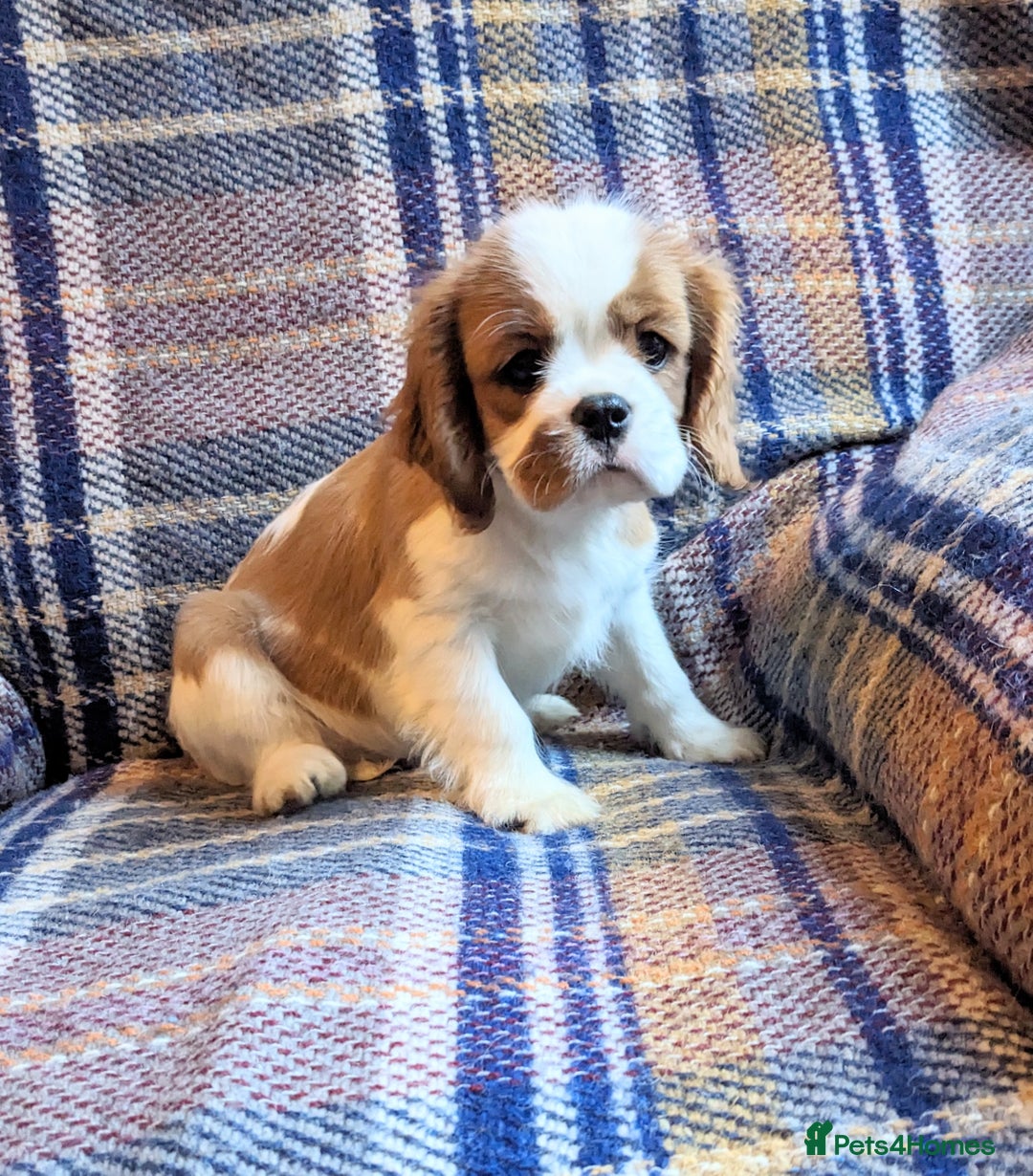 Cavalier King Charles Spaniel dogs for sale: Cavalier puppies Top bloodlines KC reg. - Advert 3
