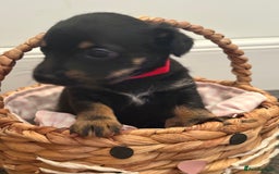 Mixed Breed dogs for sale: Yorkshire terrier x jack Russel  - Image 11