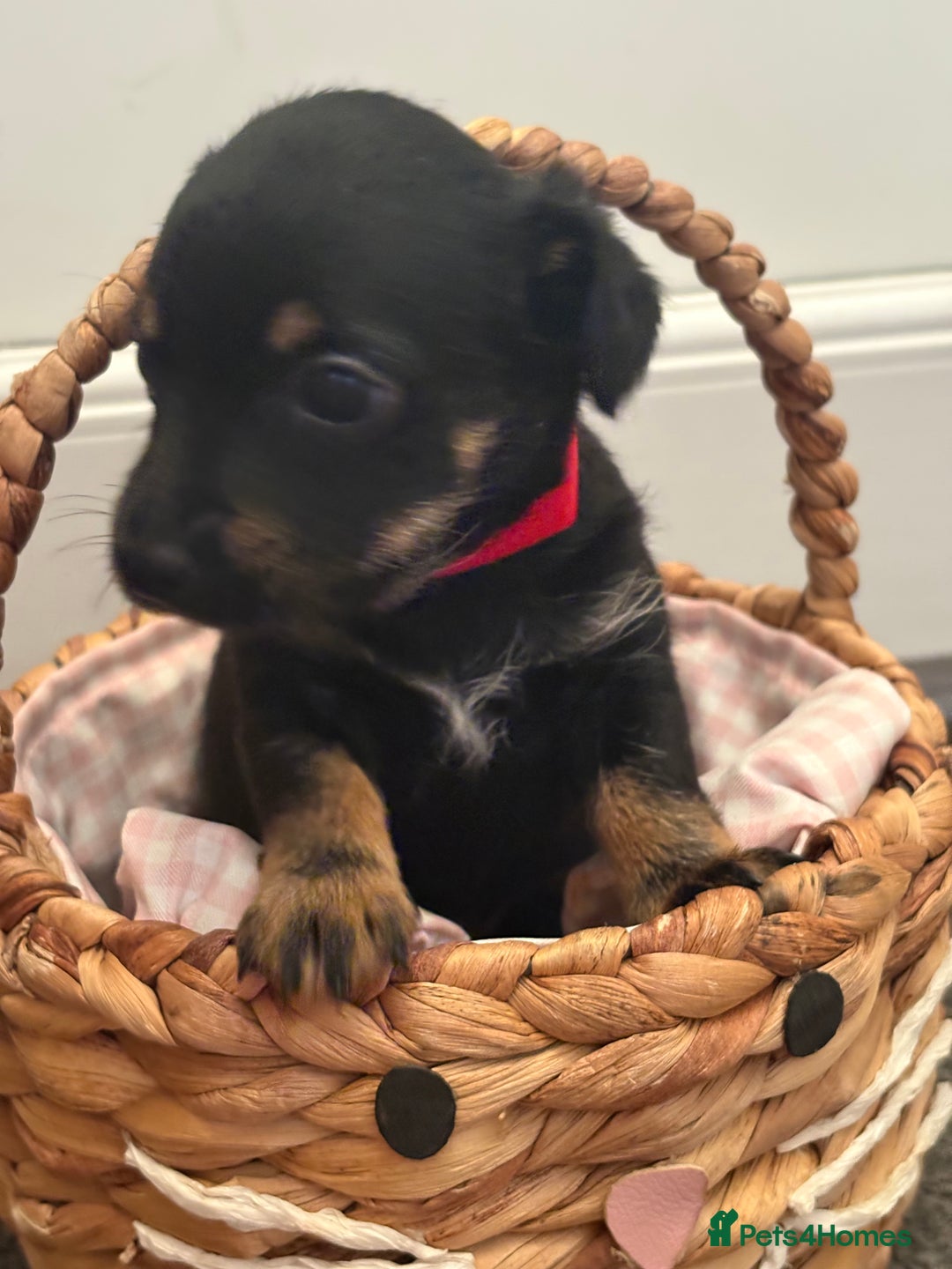 Mixed Breed dogs for sale: Yorkshire terrier x jack Russel  - Image 11