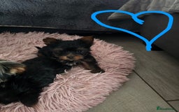 Yorkshire Terrier dogs for sale: Tiny gorgeous baby boys - Image 10