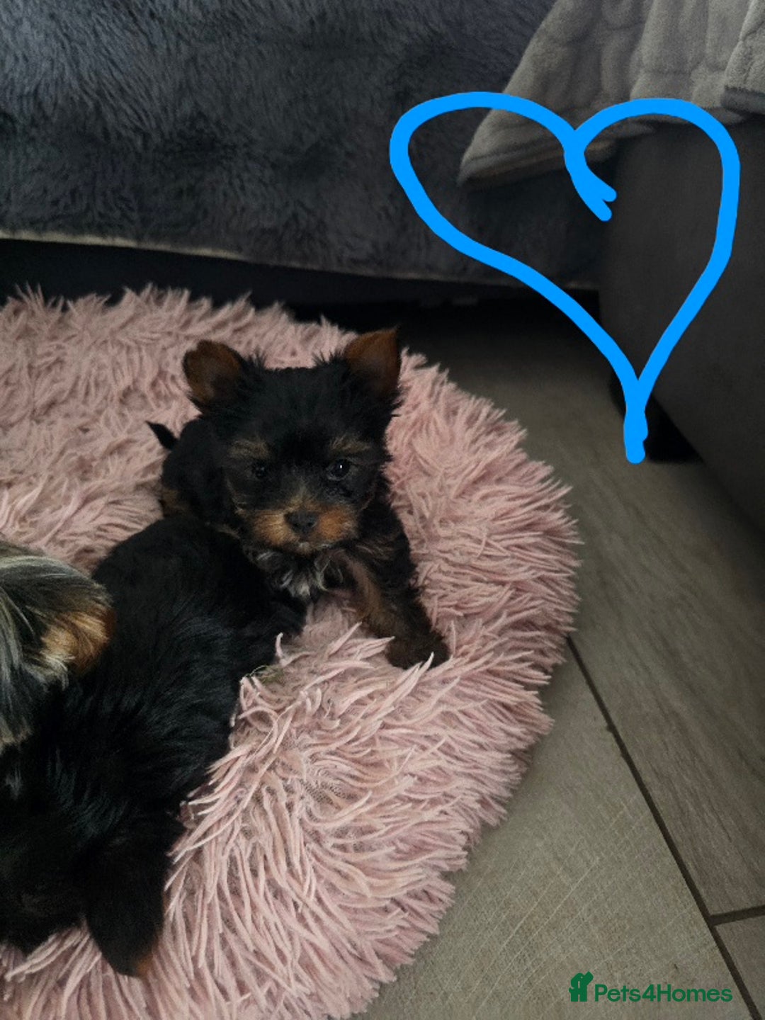 Yorkshire Terrier dogs for sale: Tiny gorgeous baby boys - Image 10