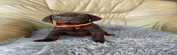 Mixed Breed dogs for sale: Boy and girls available! - Advert 4