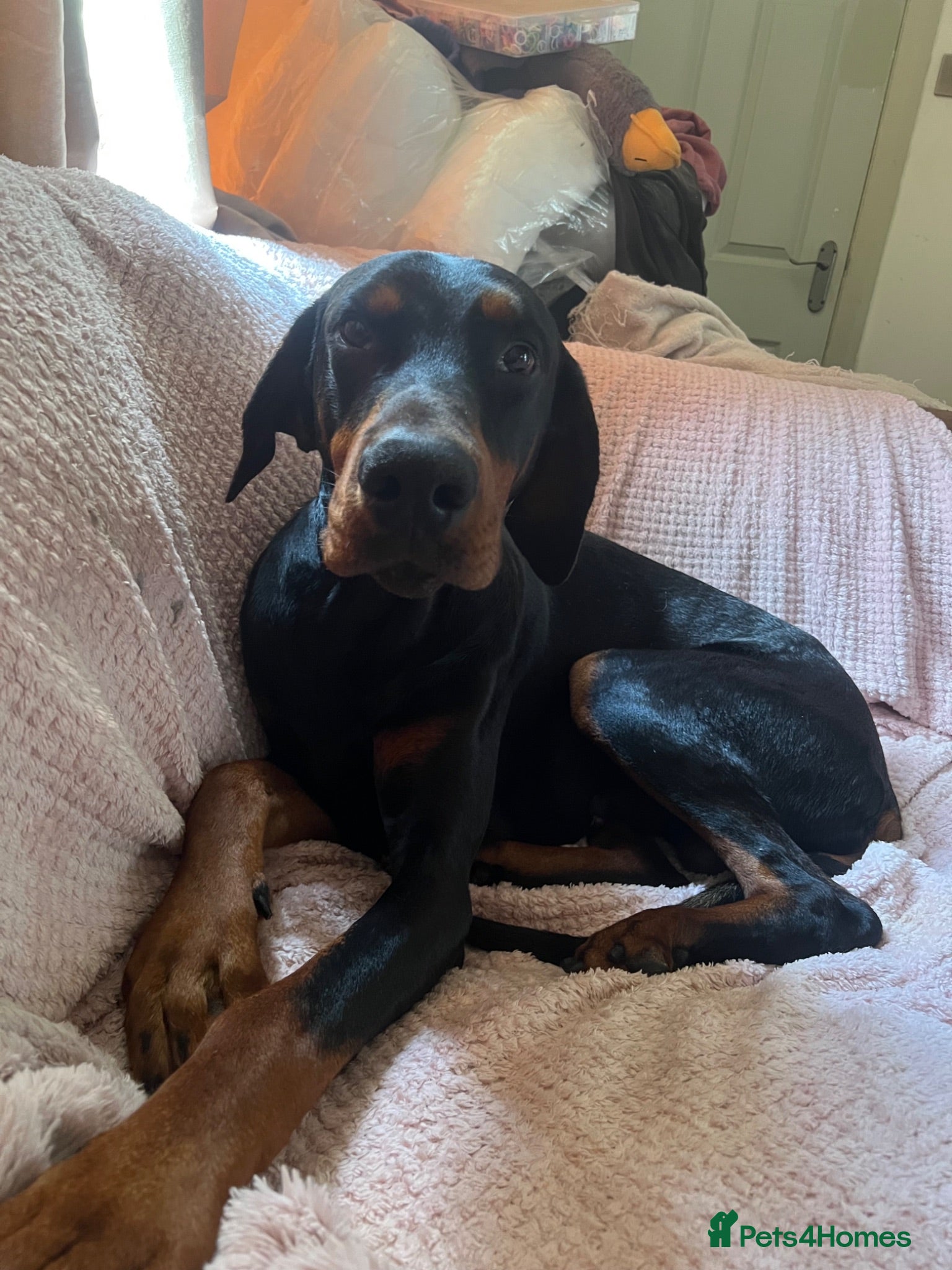 Dobermann dogs KC reg health tested Stud carries brown and dilute - Advert 16