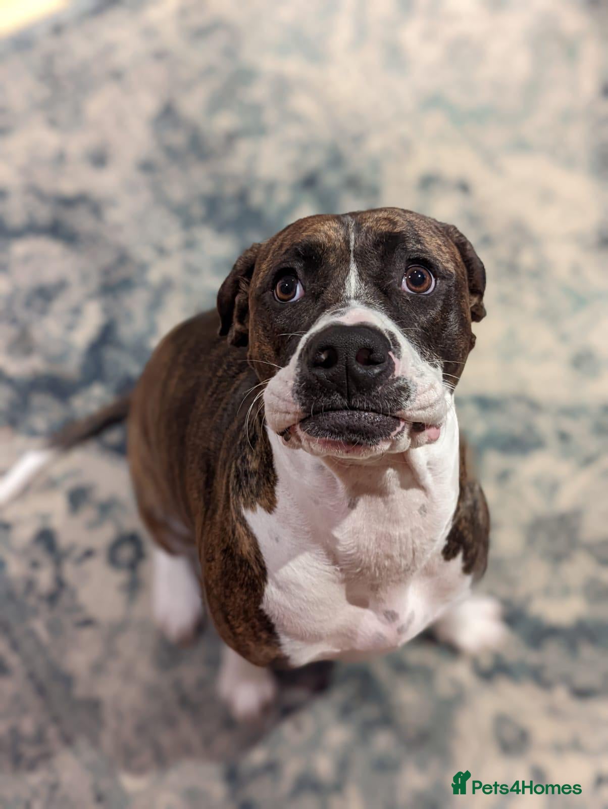 Mixed Breed dogs Lola – 5-year-old looking for an experienced home - Advert 1