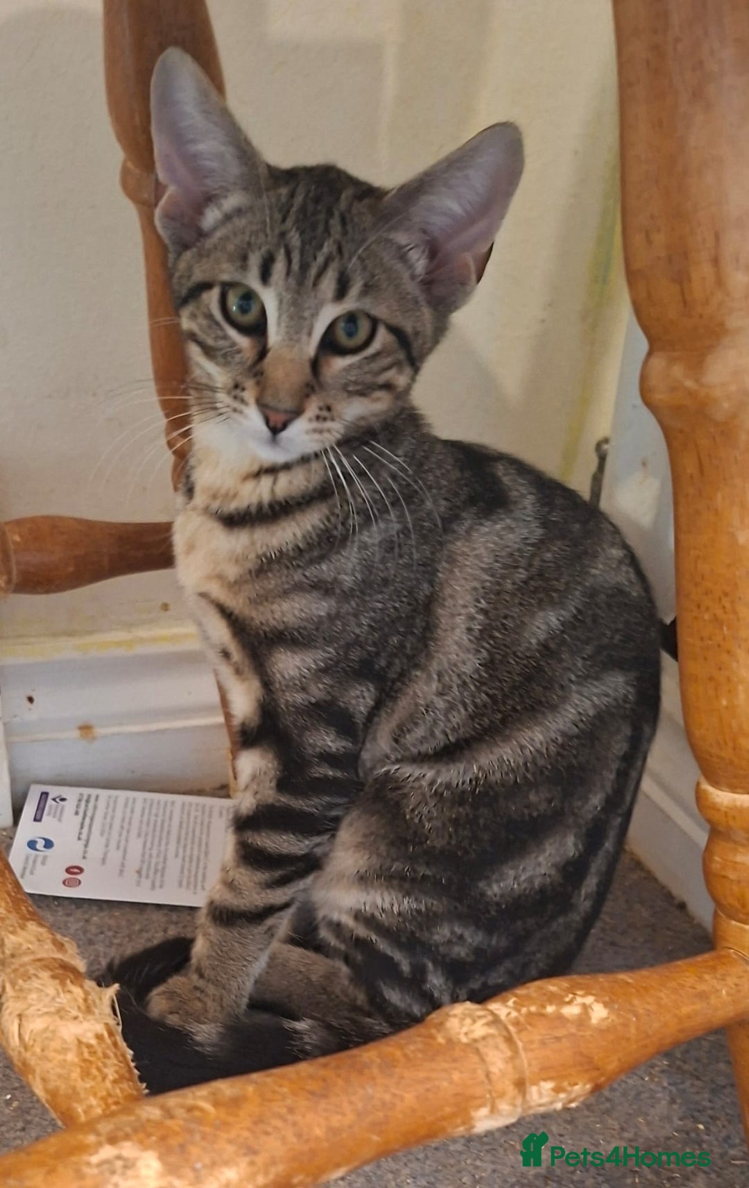 Maine Coon cats for sale: Gorgeous Maine Coon cross Oriental kittens - Image 3