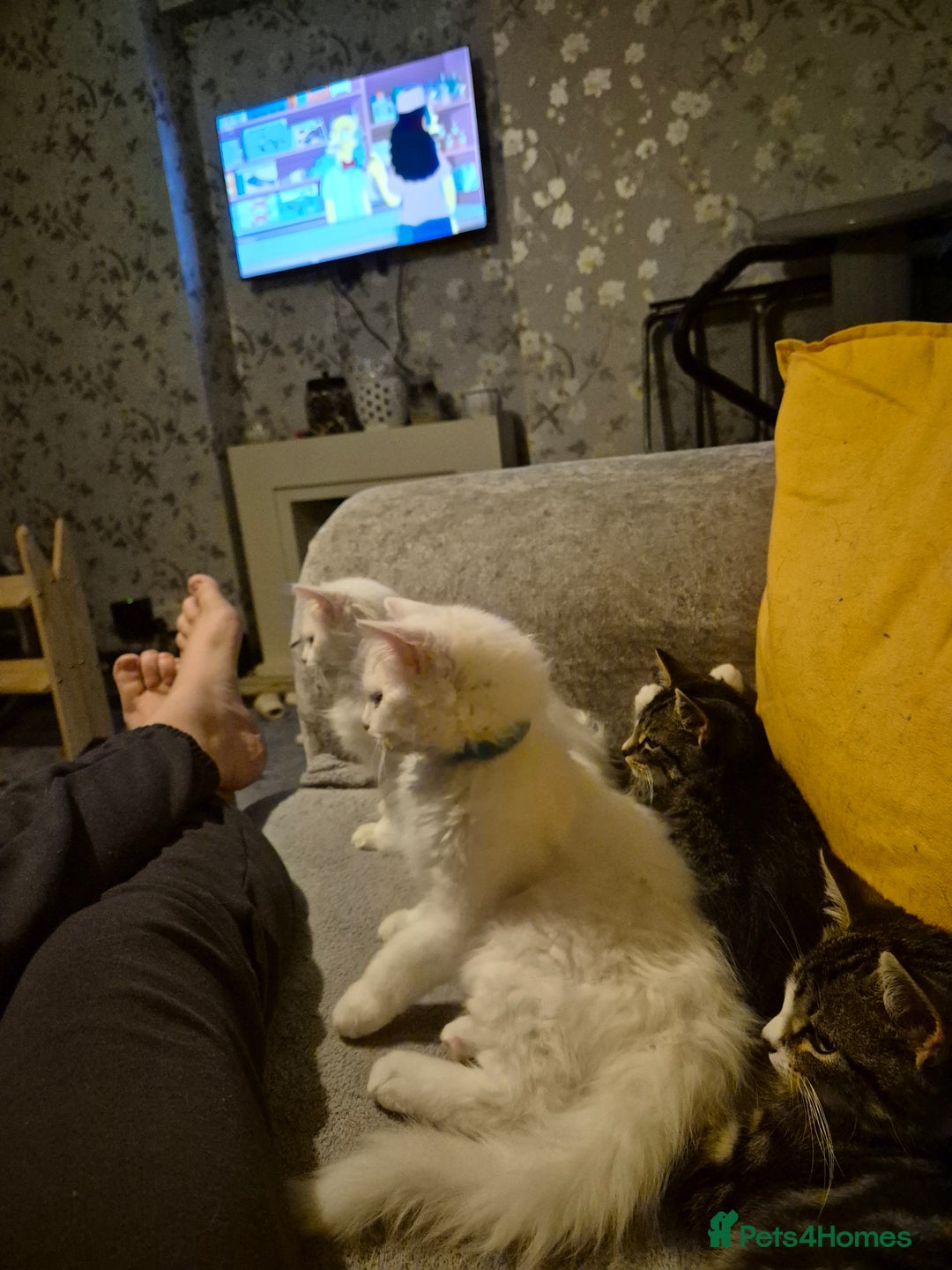 Mixed Breed cats for sale: X5 kittens  - Image 7