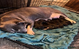 Mixed Breed dogs for sale: French Bullweilers - Image 11