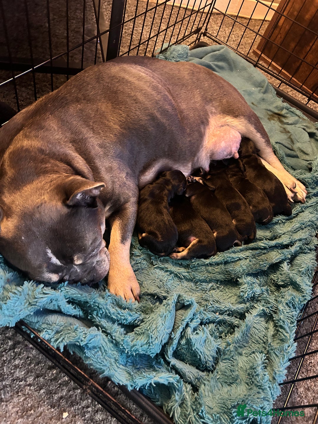 Mixed Breed dogs for sale: French Bullweilers - Image 11